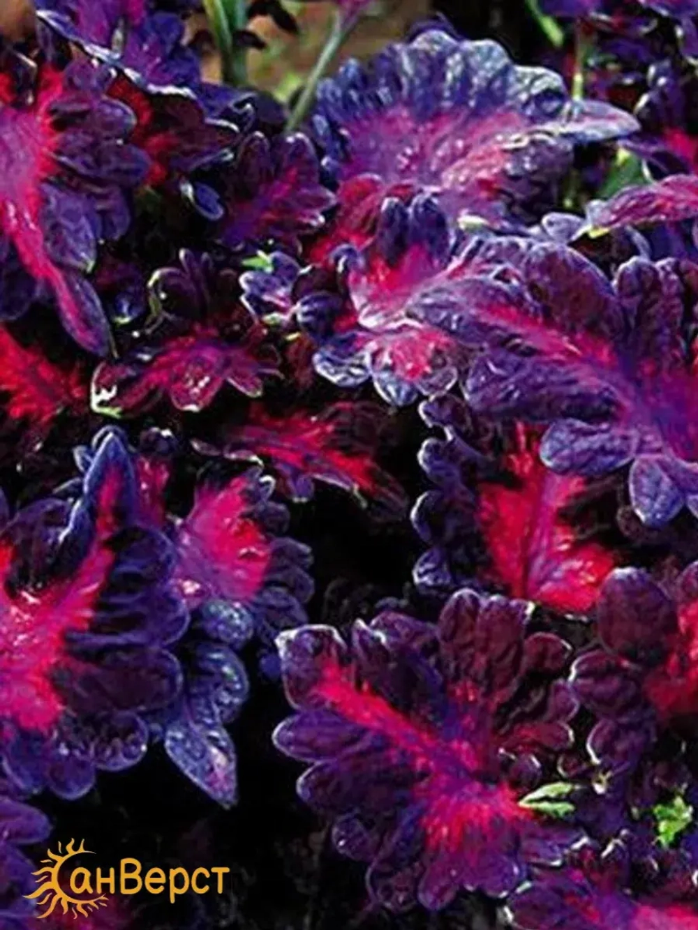 Семена колеуса Чёрный дракон. Яркие бархатистые листья