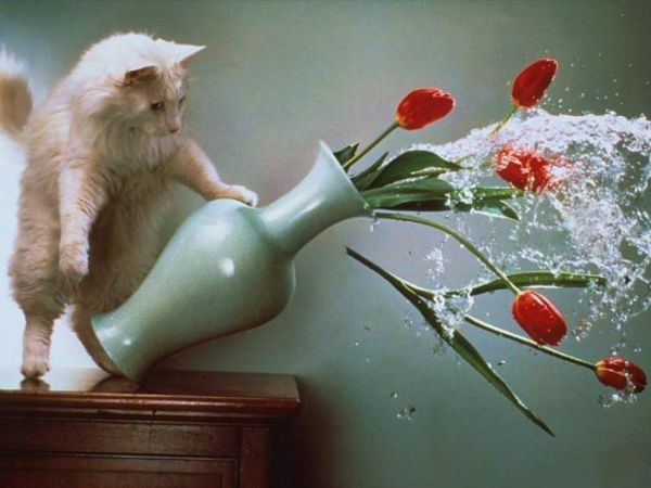 Как следует наказывать кошек?