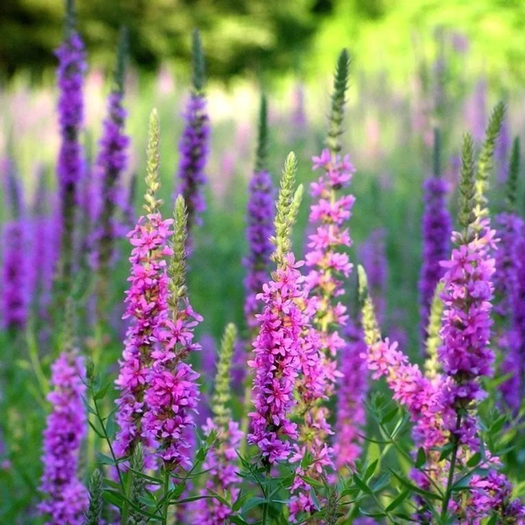 Дербенник иволистный