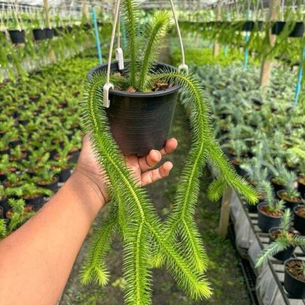 Хуперция H.SQUARROSA THAILAND