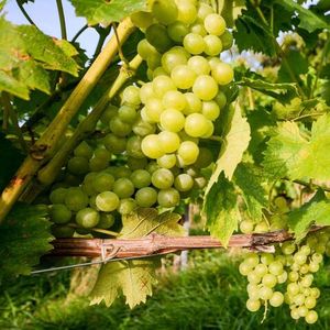 Альбариньо (Albariño) - белый сорт винограда