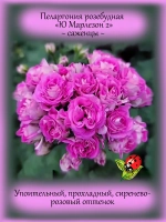 Пеларгония Ю Марлезон 2 розебудная