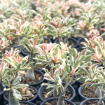 Адениум вариегатный BEST OF SIAM