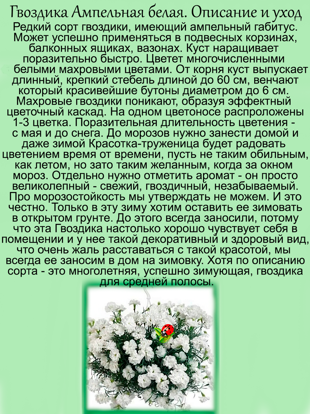 Гвоздика Первый снег белая ампельная