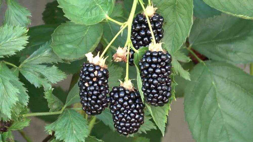 Ежевика Натчез Закупка М71 июнь 2026