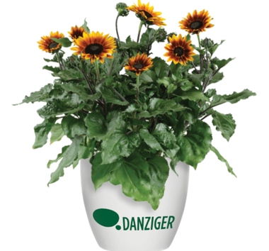 8722 Подсолнечник SOL SEEKER Bronze Burst (Весна 2026)