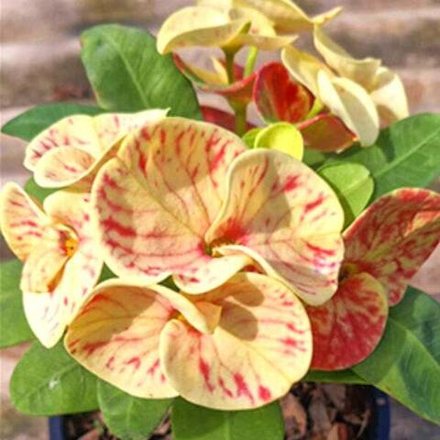 Эуфорбия Миля TIGER