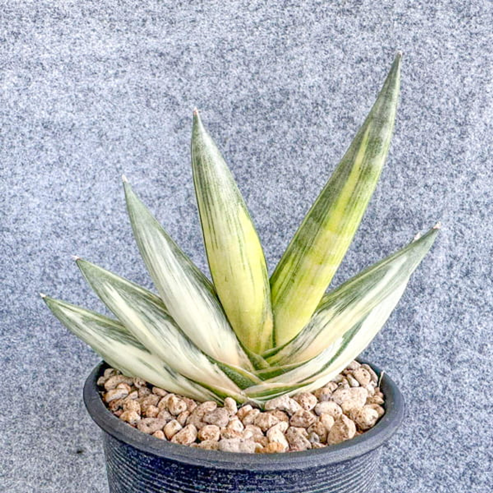 Сансевиерия YUKI ONA VAR s.L