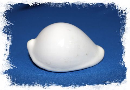 Ципрея Овула Овум, 7-9см, 1шт