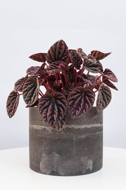 Пеперомия Каперата