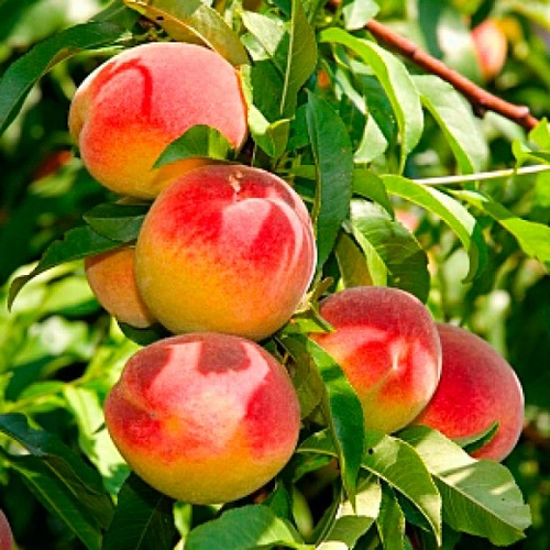 Медовый (Колоновидный)