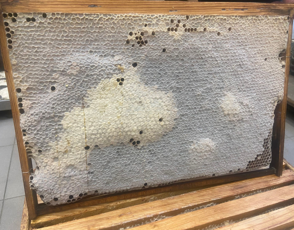 Перга пчелиная в сотах нативная, медово- перговые соты, 350гр. Алтайский край