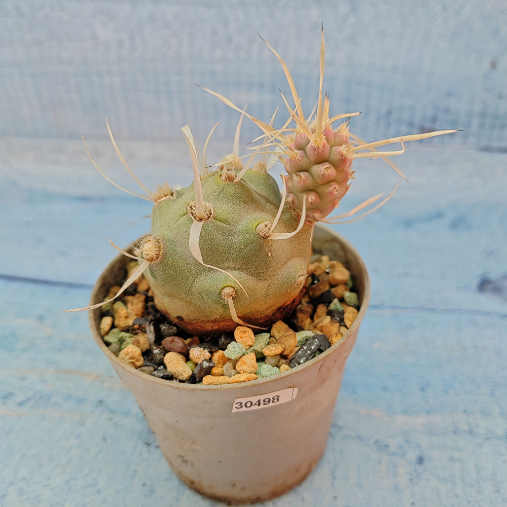 Tephrocactus Articulatus Papyracanthus (Тефрокактус)