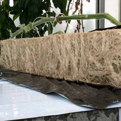 Максифорт F1 семена подвоя (De Ruiter Seeds / Де Ройтер Сидс)