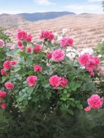 Роза шраб Леа Ренессанс