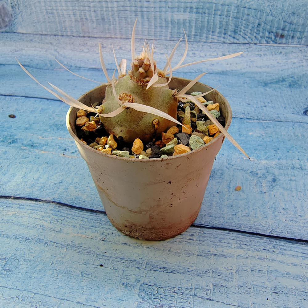 Tephrocactus Articulatus Papyracanthus (Тефрокактус)