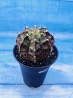 Gymnocalycium T-Rex Pink hybride (Гимнокалициум T-rex)