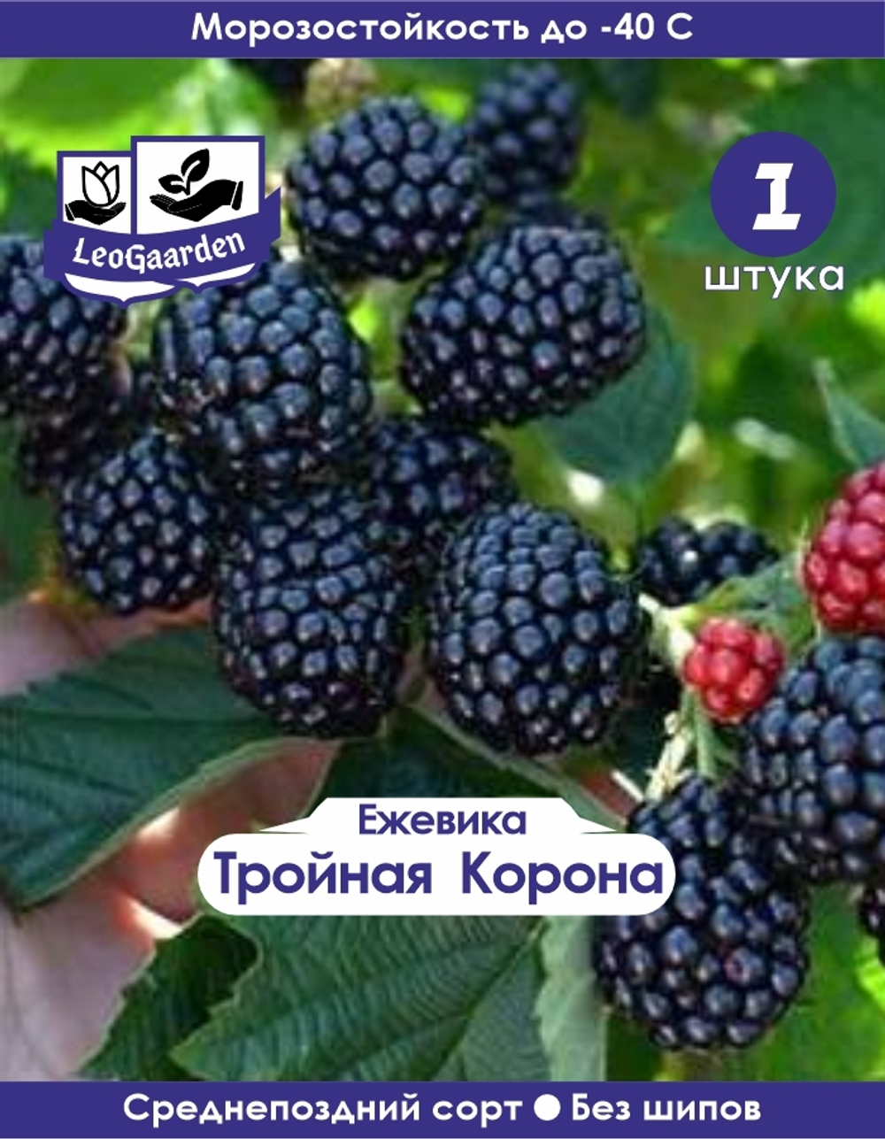 Ежевика саженец Тройная Корона