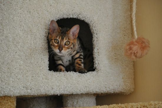 Комплекс для кошек И-18