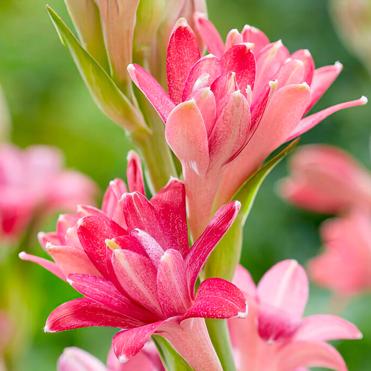 тубероза Черри (Polianthes tuberosa NCYU Cherry) — пора высаживать