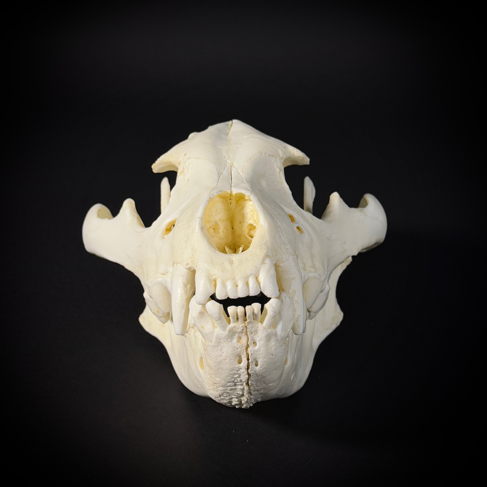 Череп бурой гиены