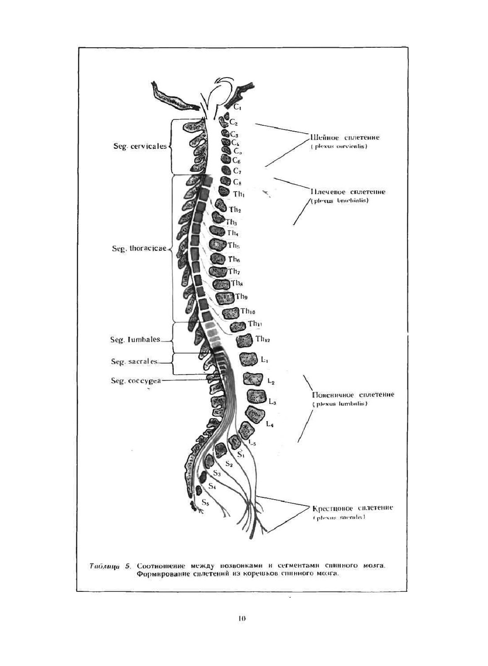 Анатомо-клинический атлас по невропатологии | Л.И. Сандригайло