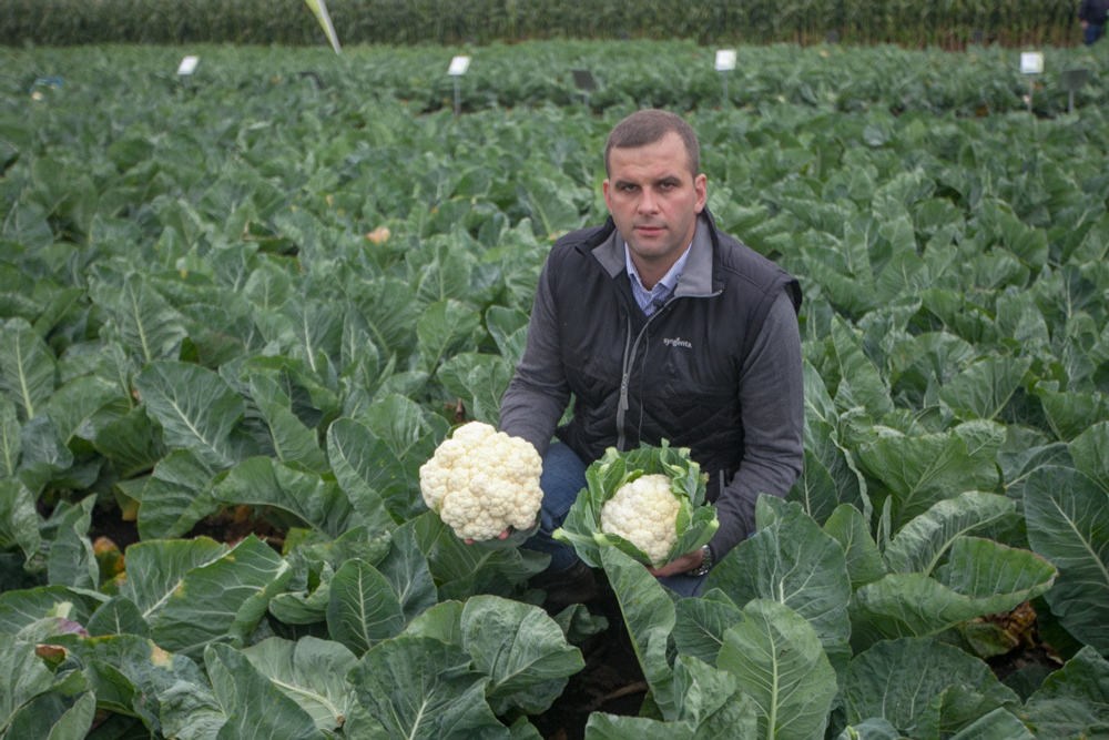 Капуста цв. Гохан F1 (50шт)  Витагрин Профи