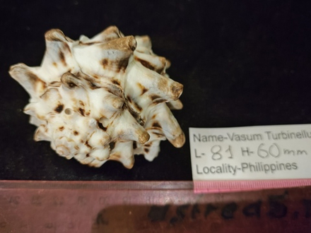 Вазум Турбинеллус "60-75-90мм"