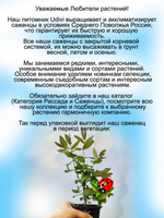 Жимолость Бакчарский Великан съедобная высокая