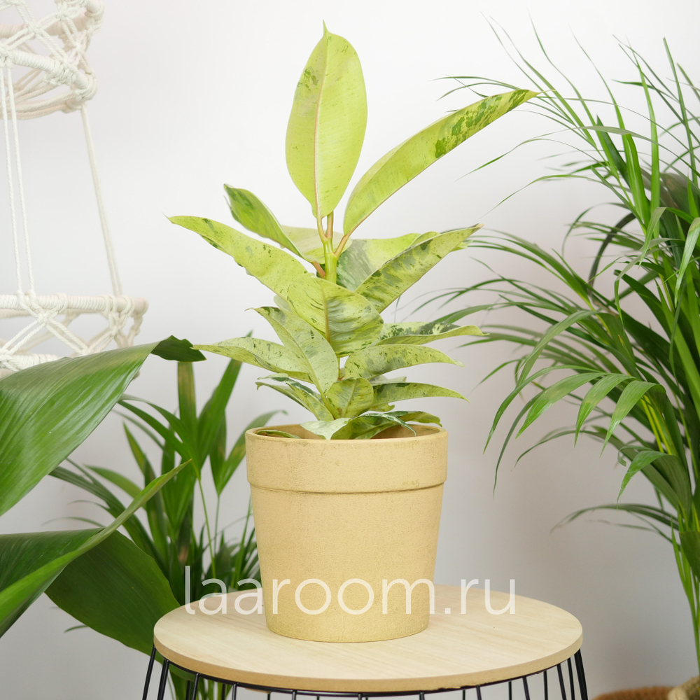 Фикус Эластика Шривериана Муншай 14/30