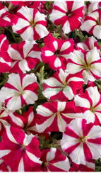 Петуния CELEBRITY ROSE STAR