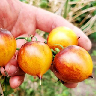 Помидоры Обворожительное Сердечко Belle Coeur (H34 Gelb) Tomato