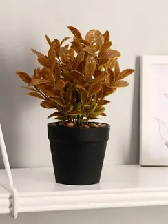 Бонсай "Руэллия" 9*20 см    микс