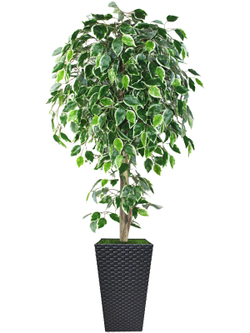 Искусственное дерево Фикус пестрый 150см в высоком коричневом кашпо ротанг