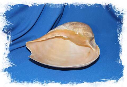 Мело цимбиум пепо (Cymbium pepo), 15см, 1шт