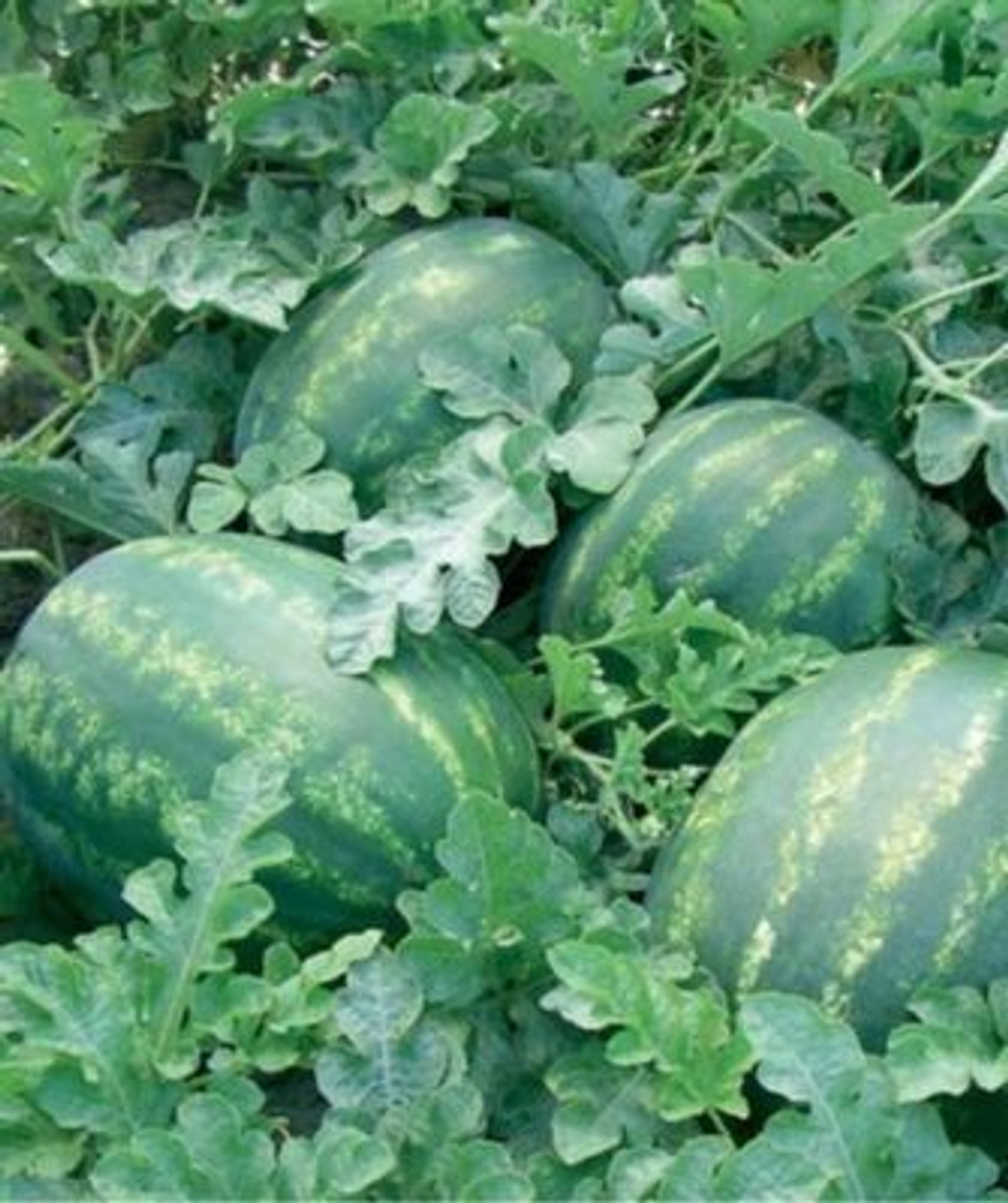 Колосео F1 семена арбуза (Seminis / Семинис)