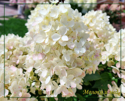 Гортензия метельчатая Милк энд Хани- Молоко и Мёд (Hydrangea paniculata `Milk and Honey`)