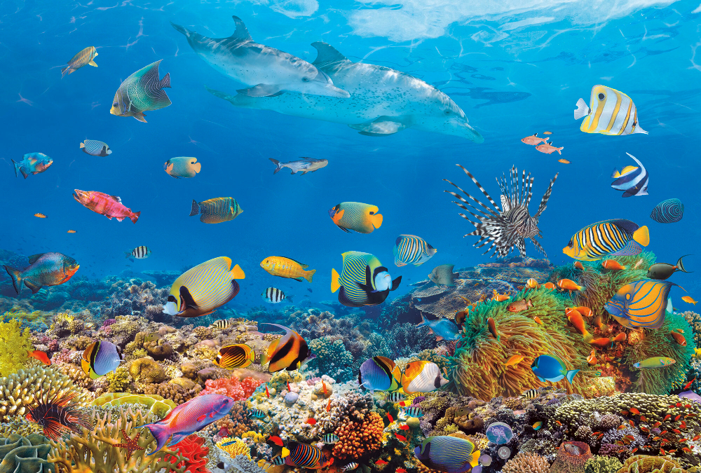 Коллекция Подводный мир