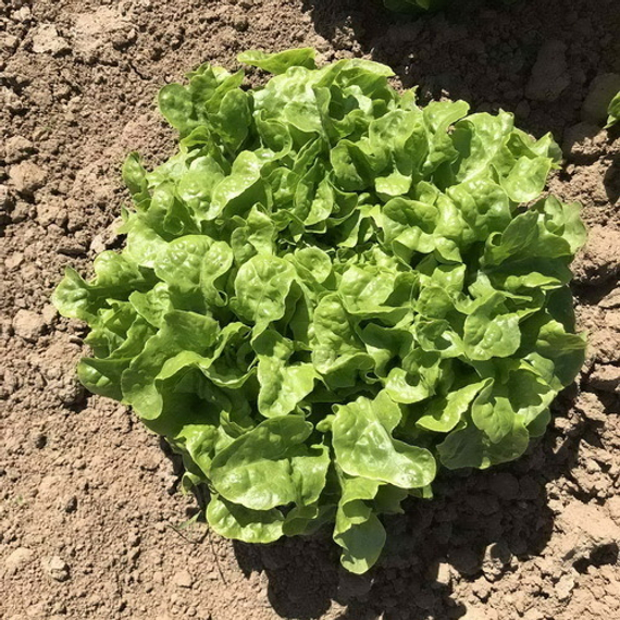 КАРАВЕЛ семена салата Rijk Zwaan купить – фото 1