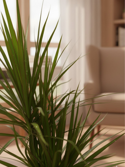 Драцена Маргината д.21