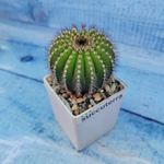Uebelmannia Pectinifera (Юбельмания)