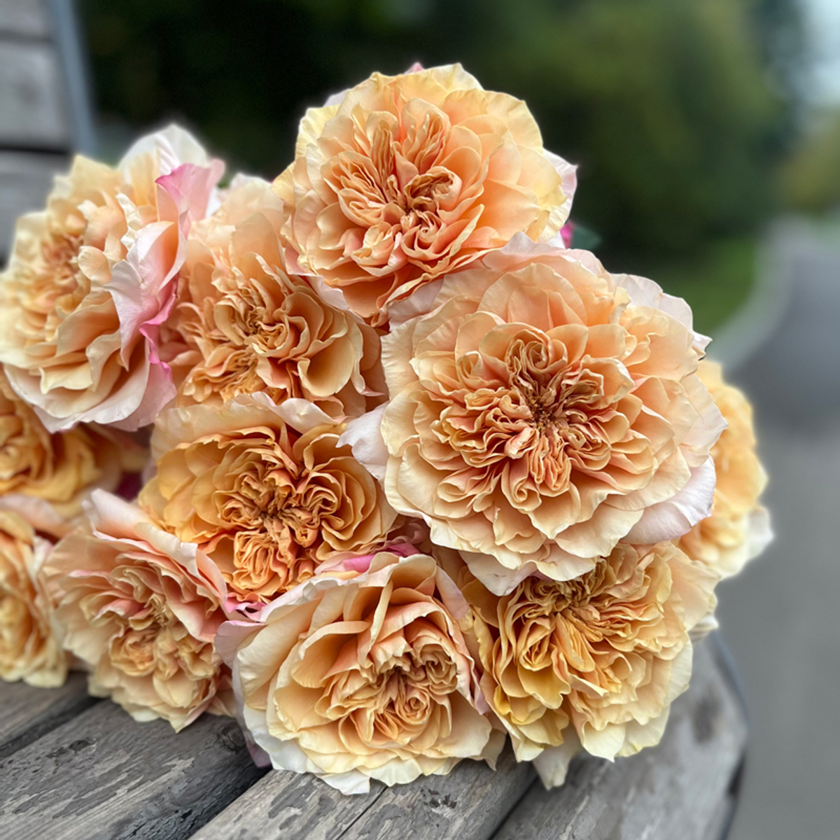 Иссеи — букет садовых роз