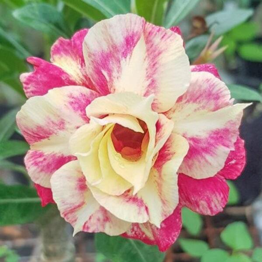 Адениум обесум 228 Kindly