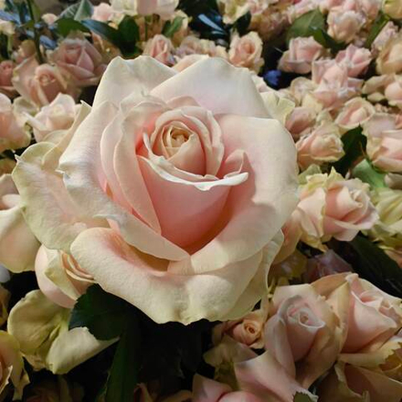 Сильвия 50 см