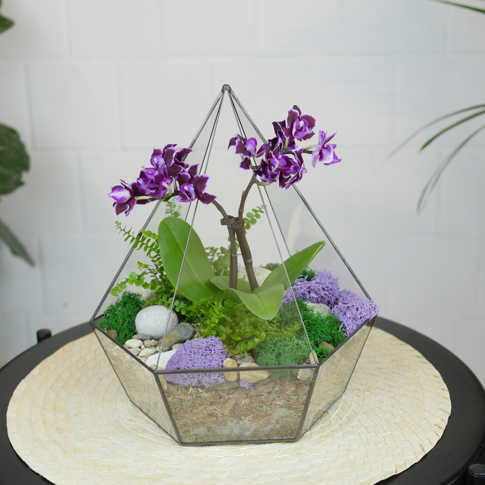 Готовый флорариум с орхидеей Вайн Алмаз