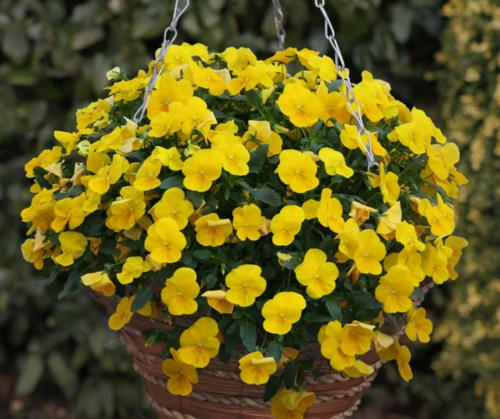 Виола ампельная Кул Вейв Голден Еллоу конец МАРТа Рассада ОКС