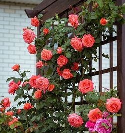 Ди Ди Бриджуотер (Dee Dee Bridgewater)