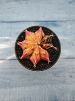 Gymnocalycium Variegata (Гимнокалициум Вариегатный)