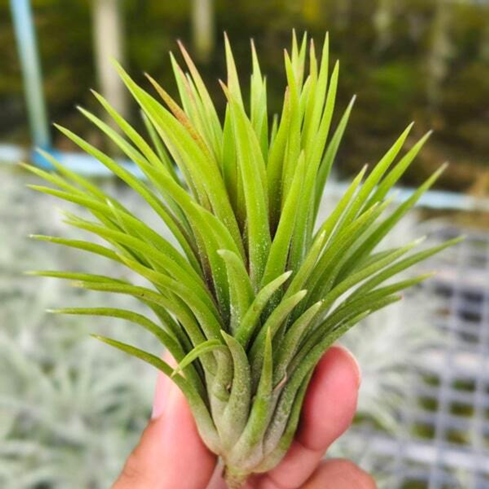 Тилландсия ionantha Monkey Tail S (T41)