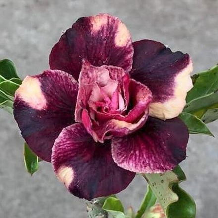 Адениум обесум 357 Dairy Cow